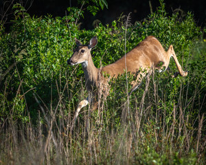 White tail deer running into the marsh along the nature trail in Pearland!