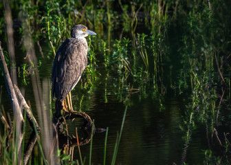 Juvenile Night Heron roosting above the water along the nature trail!