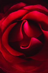 Open bud of pink rose. Beautiful background of rose flower, macro. Selective focus