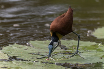 Jacana à poitrine dorée,.Actophilornis africanus, African Jacana, Parc national Kruger, Afrique du Sud