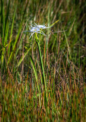 Spring Spiderlily along the nature trail in Pearland!