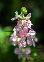 Rocket Larkspur bloom in Cullinan Park in Sugarland!