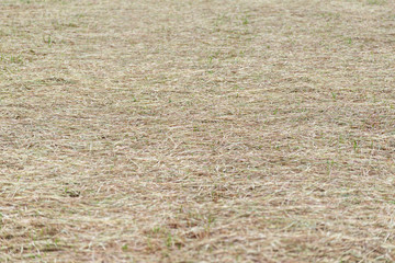 Tilled field with animal food