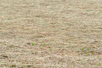 Tilled field with animal food
