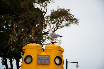 Monaco, France, 25th of February 2020: Seagull standing on a yellow submarine in Monaco