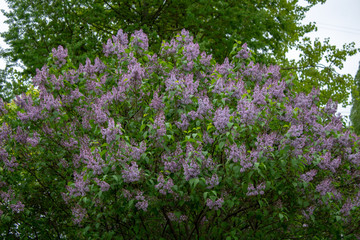 A blooming bush of purple lilac in early spring.