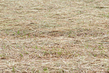 Tilled field with animal food
