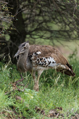 Outarde kori, parades, Ardeotis kori, Kori Bustard, Afrique du Sud