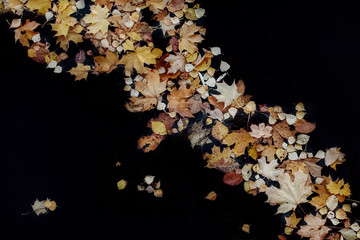 Autumn maple leaves floating in dark water