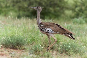 Outarde kori, parades, Ardeotis kori, Kori Bustard, Afrique du Sud