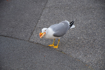 Seagull in the city walking around with pizza in its mouth