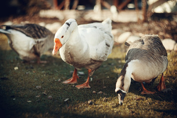 Three domestic geese walk