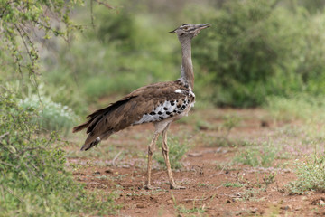 Outarde kori, parades, Ardeotis kori, Kori Bustard, Afrique du Sud