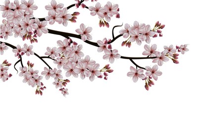 Vector realistic isolated illustration on white background, sakura blooming branch with flowers.