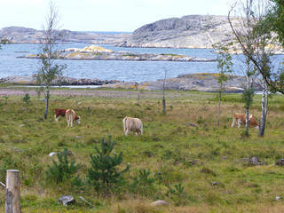 Naklejka premium Cows and landscapes in the Koster, Sydkoster and Nordkoster islands. Archipielago of Kosterhavets Nationalpark. Stromstad. Bohuslan. Sweden.