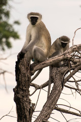 Vervet, singe, Chlorocebus pygerythrus