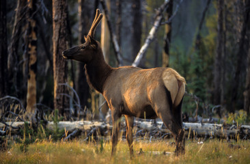 Wapiti, Cervus canadensis, Parc national du Yellowstone, Etats Unis, USA