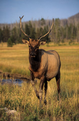 Wapiti, Cervus canadensis, Parc national du Yellowstone, Etats Unis, USA