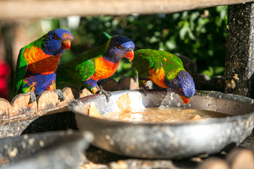 colorful rainbow lorikeets parrots are eating food from a tray in the garden