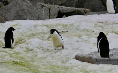 Clumsy adelie penguin walking in penguin colony, Antarctica