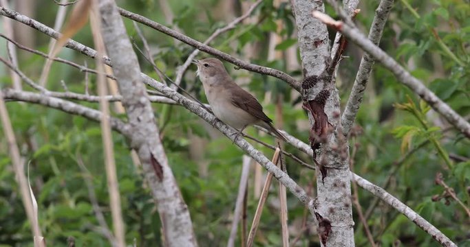 fauvette des jardins (sylvia borin) chantant dans un buisson