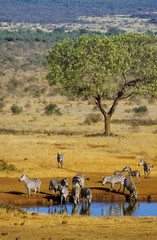 Zébre de Grant, Equus burchelli grant, Parc national du Tsavo, Kenya