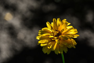 żółty kwiat na szarym tle © maciej