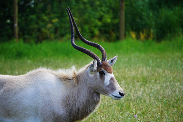 Antelope in the zoo