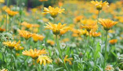 wildflowers