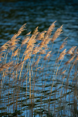 Źdźbła trawy na tle jeziora © maciej