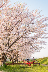 桜と自転車