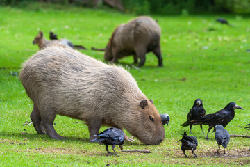 Capybara Grazing In Meadow With Birds
