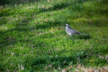 Wild bird on the green grass in the park