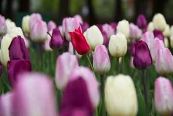Tulips background. Nature concept - beautiful spring landscape with tulips flowers, selective focus. The texture of the flowers. Flowers cards on a holiday, copy space. Colorful tulips field.