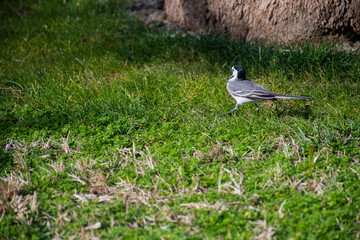 Wild bird on the green grass in the park