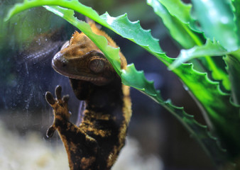 Rhacodactylus ciliatus, crested gecko in a glass terrarium