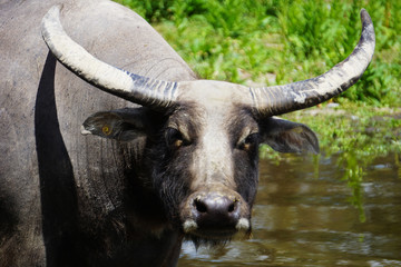 Water buffalo in a river