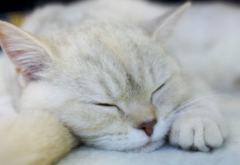 Close up of sleeping beauty white furry cat