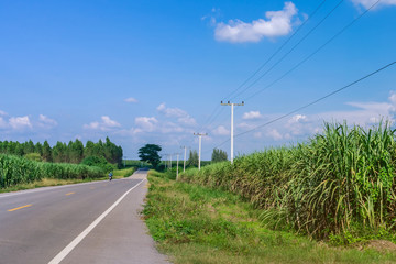 Fototapeta na wymiar Beautiful scenery of sugarcane growth in farm near the rural roads of Thailand