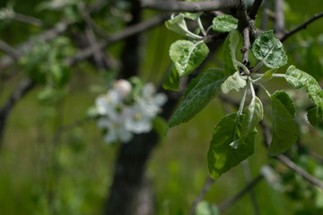 blooming apple tree in the garden close-up macro shot