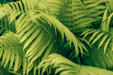 green fern leaves