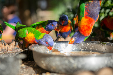 colorful rainbow lorikeets parrots are eating food from a tray in garden