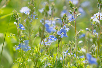 Blue spring flower in the garden macro close-up shot