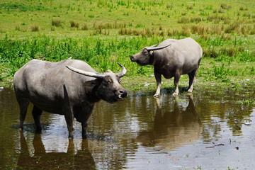 Fototapeta na wymiar Two water buffalos