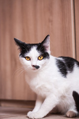 Portrait of a black and white young cat