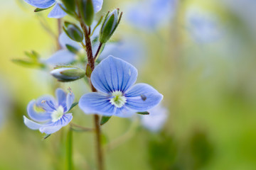 Blue spring flower in the garden macro close-up shot