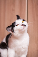 Portrait of an adorable black and white young cat