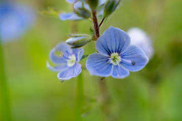 Fototapeta premium Blue spring flower in the garden macro close-up shot