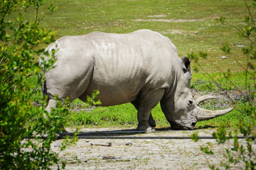 Fototapeta premium Horned rhino