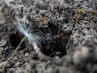 macro shot of ants on the ground in an anthill in a park